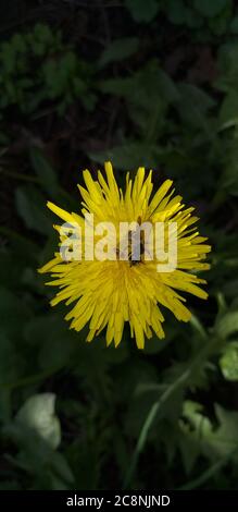 pissenlit jaune avec une abeille dans l'herbe vert foncé, dof peu profond Banque D'Images