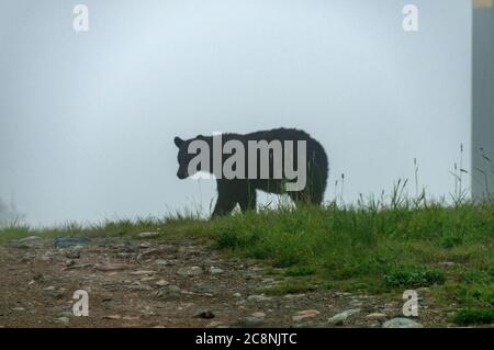 Brume matinale comme ours noir adulte se nourrissant de baies sur les pentes boisées au-dessus du village de Whistler en Colombie-Britannique, Canada Banque D'Images