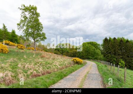 Le sentier Pipe Track qui part de Killén vers Dumgoyne, CAMPSIE Fells, Écosse, Royaume-Uni Banque D'Images