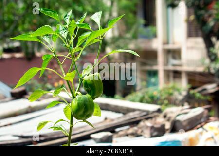 Belle plante de Capsicum dans mon jardin Banque D'Images