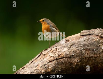 Robin (erithacus rubecula), Dumfries, Écosse du Sud-Ouest Banque D'Images