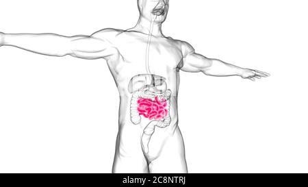 Intestin grêle 3D Illustration système digestif humain Anatomie pour concept médical Banque D'Images