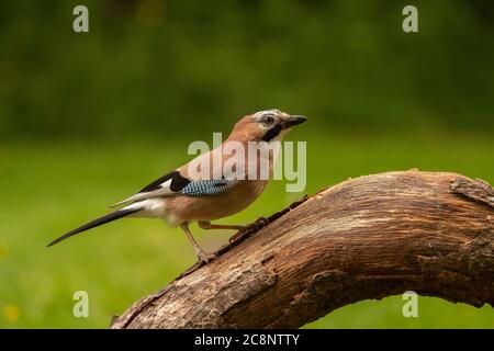 Jay (Garrulus glandarius), portrait, Dumfries, Écosse du Sud-Ouest Banque D'Images
