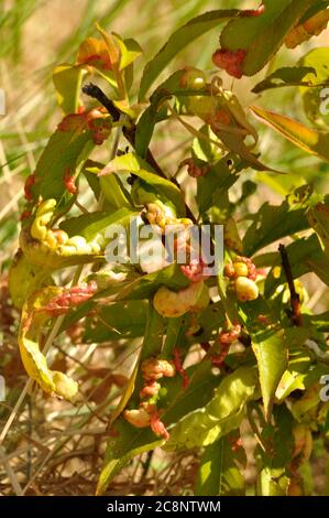 Blister de pêche sur un arbre de nectarine Banque D'Images