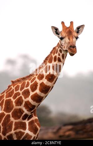 Girafe de Rothschild, Giraffa camelopardalis rothschild. Parc national du lac Nakuru. Kenya. Afrique. Banque D'Images