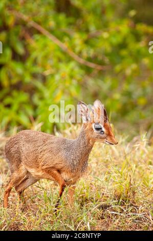 Le dik-dik de KIRK, Madoqua kirkii, dans le parc national du lac Nakuru. Kenya. Afrique Banque D'Images