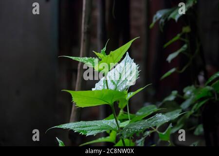 Feuilles vertes dans la forêt à la lumière du soleil Banque D'Images