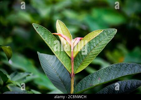 Feuilles vertes dans la forêt à la lumière du soleil Banque D'Images