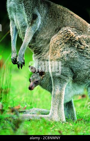 Mere Kangourou Portant Un Bebe Kangourou Dans Sa Poche A Ventre Paturage De L Herbe Photo Stock Alamy