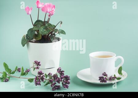 Une tasse de thé avec une fleur d'origan et une fleur de cyclamen dans un pot blanc se tient sur la table sur fond gris-vert Banque D'Images