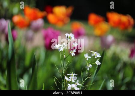 Mousse de prairie devant des tulipes de couleur Banque D'Images