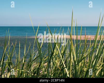 Sur la plage de la mer Baltique se trouve au premier plan l'herbe des dunes et en arrière-plan la mer Banque D'Images