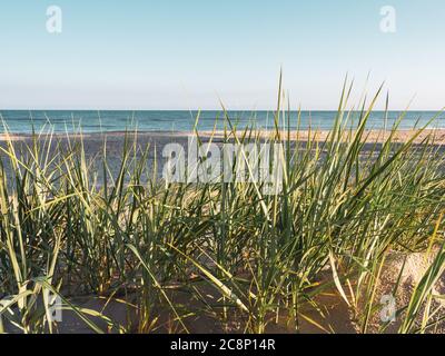 Sur la plage de la mer Baltique se trouve au premier plan l'herbe des dunes et en arrière-plan la mer Banque D'Images