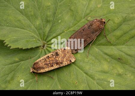 Grand Moth sous-marin jaune mâle et femelle (Noctua pronuba) Banque D'Images