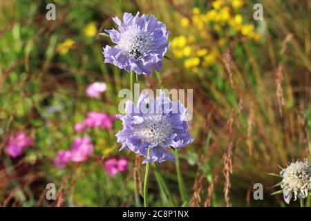 Deux fleurs sauvages bleues sur la prairie Banque D'Images