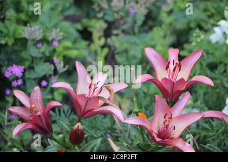 Les lillies roses en fleur qui poussent dans le jardin entre autres fleurs Banque D'Images