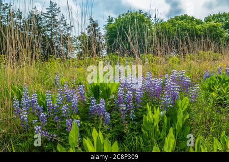 Un groupe de lupins violets colorés qui poussent debout entre d'autres plantes des prairies et de grandes herbes dans un champ ouvert par une journée très nuageux Banque D'Images