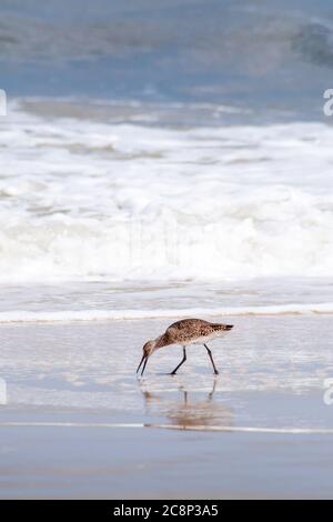 Un Willet (Tringa semipalmata) qui recherche de la nourriture le long du bord de l'eau à Assateague Island National Seashore, Maryland Banque D'Images