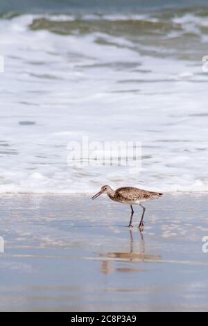 Un Willet (Tringa semipalmata) qui recherche de la nourriture le long du bord de l'eau à Assateague Island National Seashore, Maryland Banque D'Images