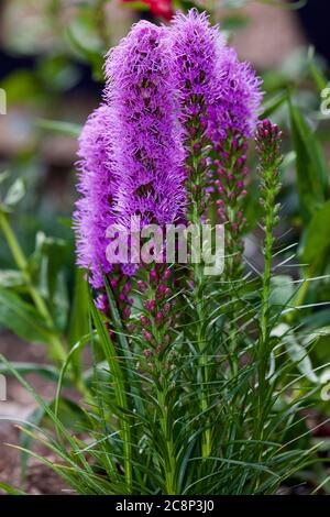 Liatris spicata 'Kobold' plumes gay Banque D'Images