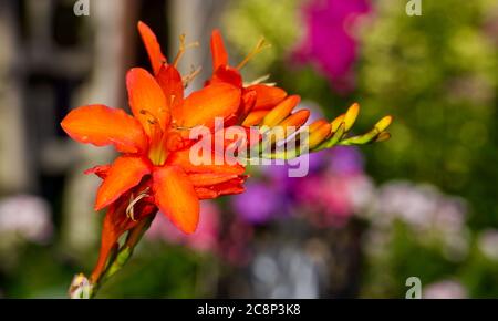 Crocosmia masoniorum «géant de la montbretia» Banque D'Images