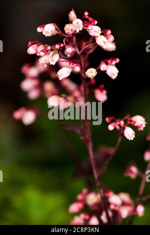 Heuchera 'Marmalade' Banque D'Images