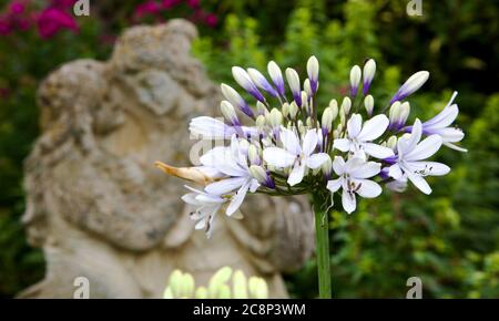 Agapanthus africanus 'Twister' Banque D'Images