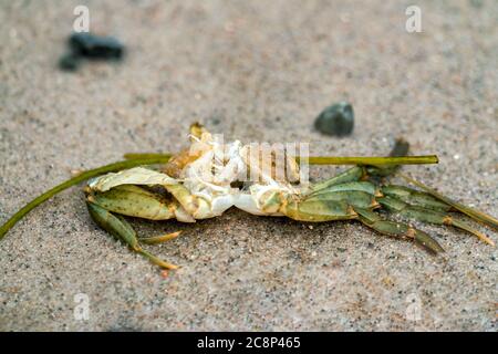 Un crabe vert mort sur la plage de l'île de la mer baltique Poel Banque D'Images