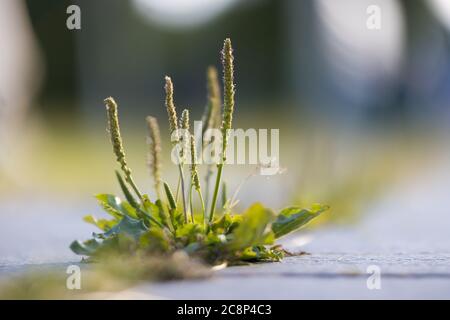 Une plante verte fait son chemin à travers l'asphalte. Photo intermédiaire Banque D'Images