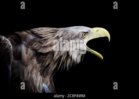 Gros plan Portrait de l'aigle à queue blanche sur fond noir Banque D'Images