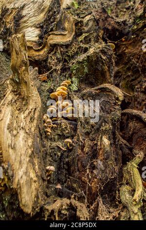 Champignons jaunes, lichen, mousses et réseaux d'araignées sur le chêne ancien déchu Banque D'Images