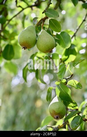 Poire chargée de fruits. Sidcup, Kent. ROYAUME-UNI Banque D'Images