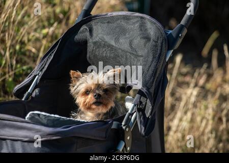 Un vieux chien de Yorkie pour une promenade dans une poussette Banque D'Images