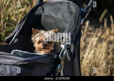 Un vieux chien de Yorkie pour une promenade dans une poussette Banque D'Images