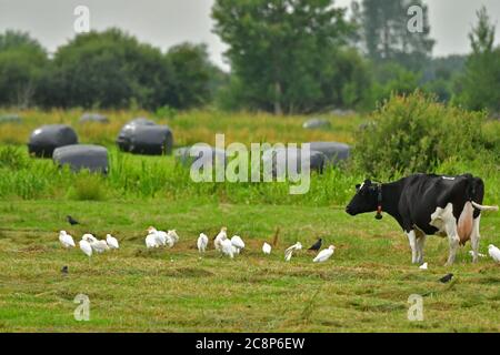 26ème année 2020. Météo au Royaume-Uni.un après-midi humide à Blakeway dans le Somerset un champ d'alimentation d'aigreet de vache avec des balles noires de foin en arrière-plan. Crédit photo Robert Timoney/Alay/Live/News Banque D'Images