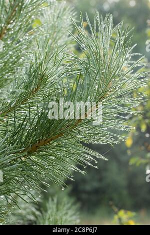 les gouttes d'eau sur les aiguilles de pin ferment le foyer sélectif Banque D'Images