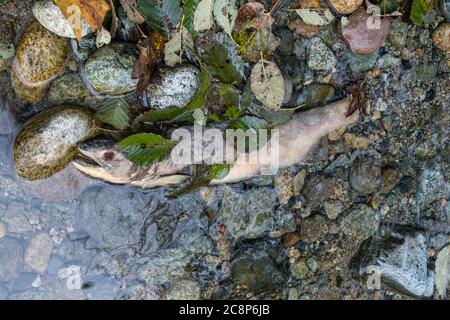 Squamish, C.-B./Canada-5 octobre 2019 : saumon mort dans la rivière Stawamus après la migration du saumon ou la course. Ces poissons voyagent beaucoup de kilomètres en haut de la région Banque D'Images