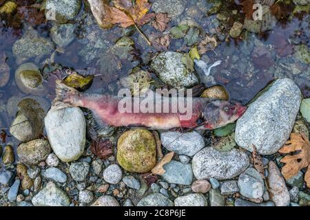 Squamish, C.-B./Canada-5 octobre 2019 : saumon mort dans la rivière Stawamus après la migration du saumon ou la course. Ces poissons voyagent beaucoup de kilomètres en haut de la région Banque D'Images