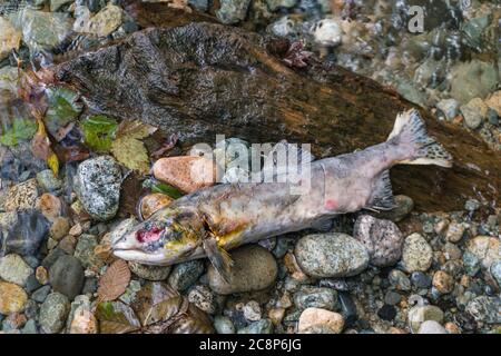 Squamish, C.-B./Canada-5 octobre 2019 : saumon mort dans la rivière Stawamus après la migration du saumon ou la course. Ces poissons voyagent beaucoup de kilomètres en haut de la région Banque D'Images