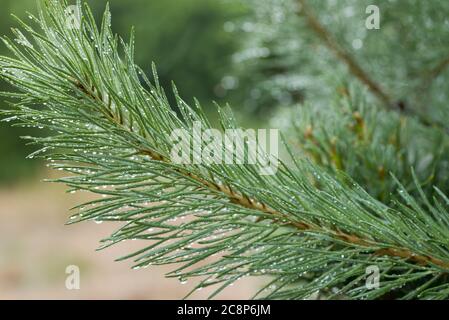 les gouttes d'eau sur les aiguilles de pin ferment le foyer sélectif Banque D'Images