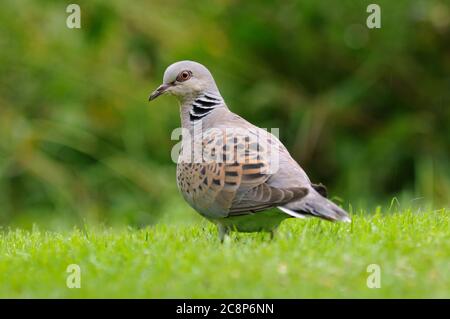 Tortue Dove, Streptopelia turtur, pelouse de jardin, août, été, Norfolk Banque D'Images