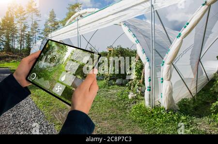 Un agriculteur tient une tablette sur le fond d'une serre. Agriculture intelligente et agriculture de précision 4.0 Banque D'Images