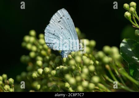 Mai à Glastonbury et une femelle papillon bleu Holly (Celastrina argiolus) pond des oeufs sur les boutons de fleurs d'un buisson Pyracantha dans un jardin. Banque D'Images