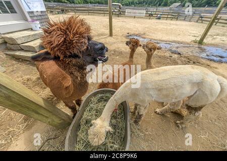 Ferme alpaca sur Martha's Vineyard Banque D'Images