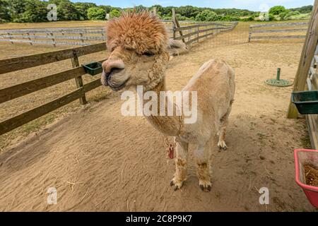 Ferme alpaca sur Martha's Vineyard Banque D'Images