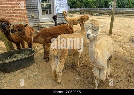 Ferme alpaca sur Martha's Vineyard Banque D'Images