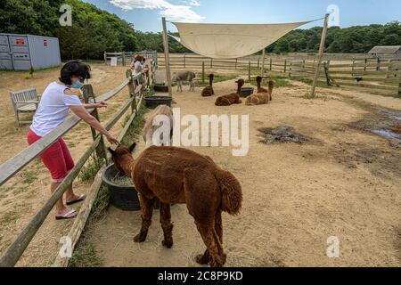 Ferme alpaca sur Martha's Vineyard Banque D'Images