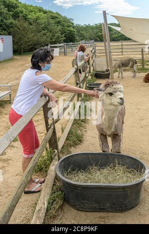 Ferme alpaca sur Martha's Vineyard Banque D'Images