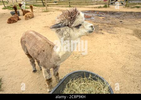 Ferme alpaca sur Martha's Vineyard Banque D'Images