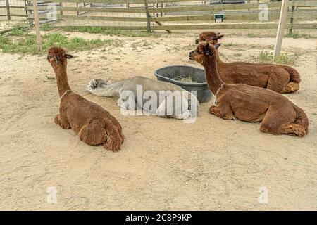 Ferme alpaca sur Martha's Vineyard Banque D'Images